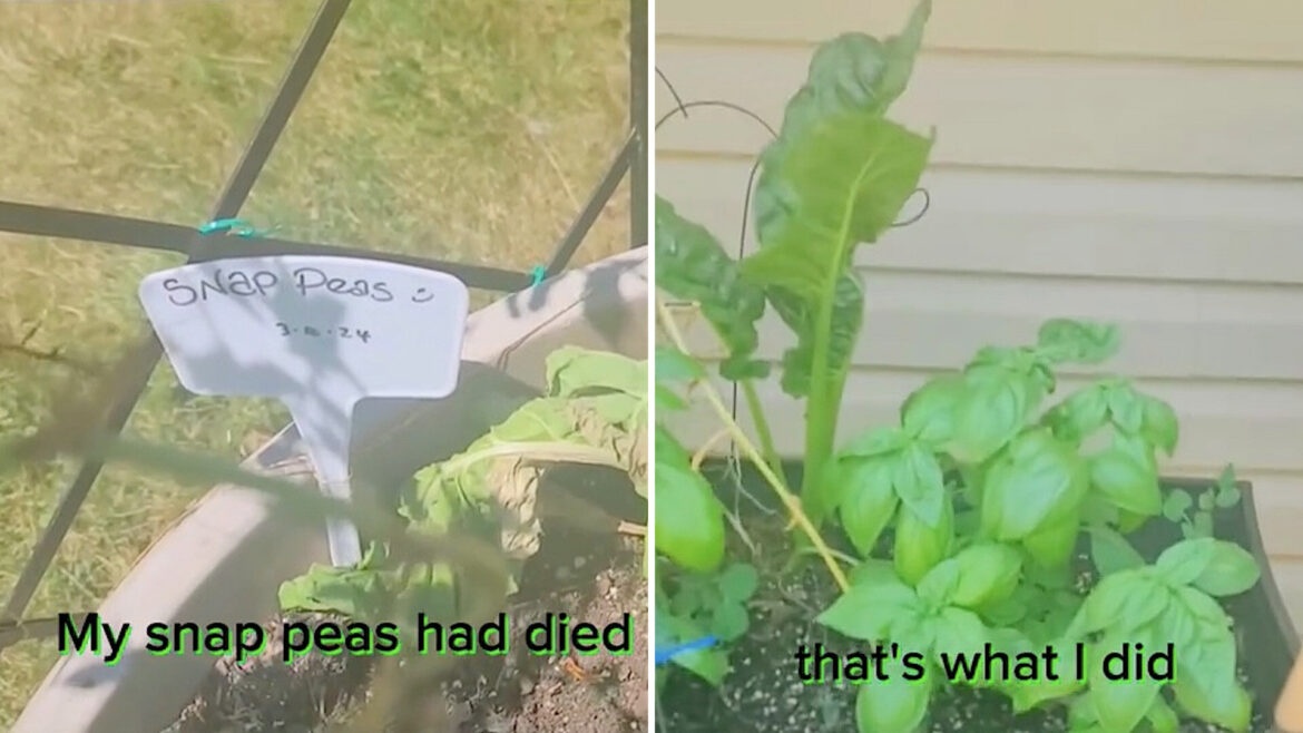 Expert gardener shares simple method to grow endless supply of popular produce: ‘Great advice’ "Wise woman right there!"