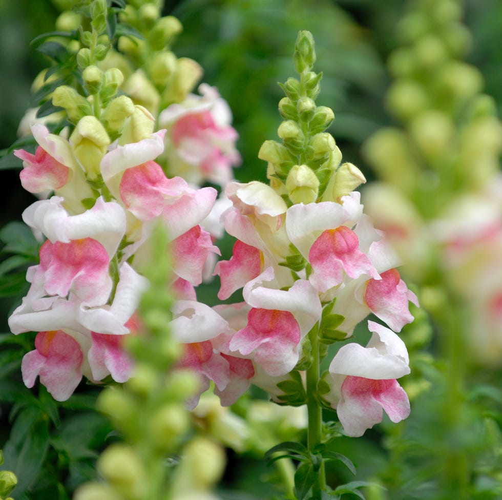 snapdragon