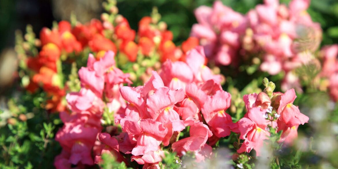 Best Bedding Plants That Slugs Hate – Top Slug-Resistant Picks