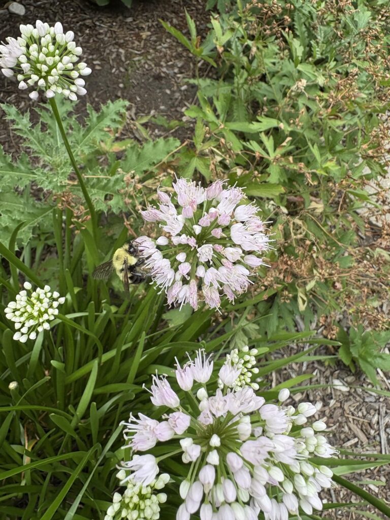 Is everyone feeling like there are fewer pollinators? Is everyone feeling like there are fewer pollinators?