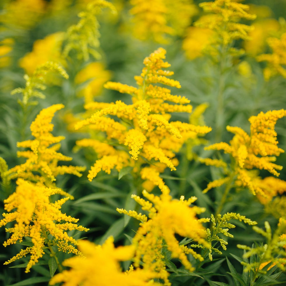 solidago virgaurea
