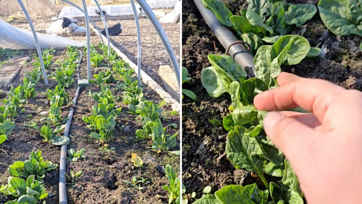 Gardener shares simple tips for ongoing harvest of popular leafy greens: ‘This makes total sense’ "Thank you for sharing!"
