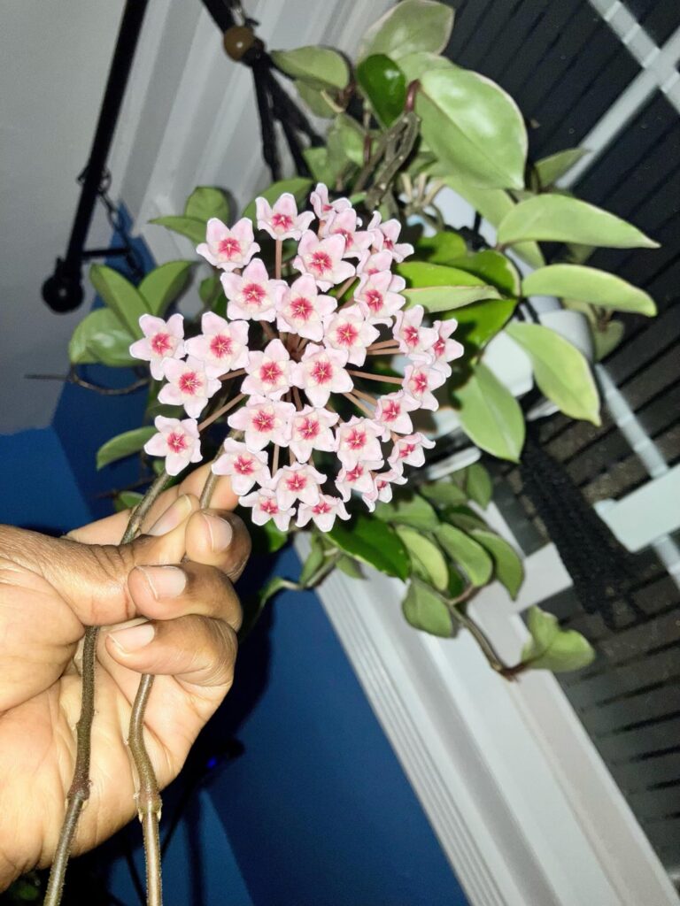 my dad’s Krimson Queen bloomed 🥳