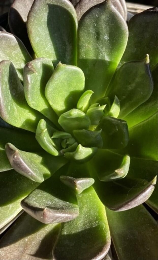 Flower stalks close to central growth point? Flower stalks close to central growth point?