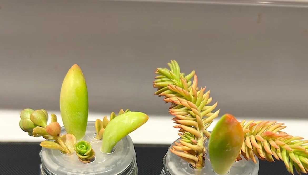 ‘This is actually a really good idea’ "Nice."