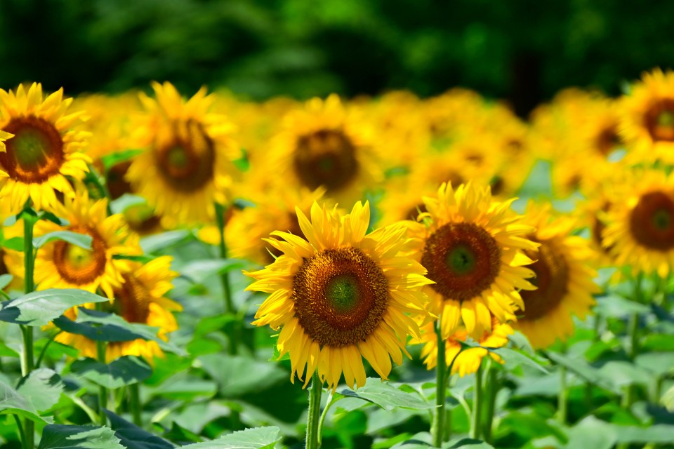 Sunflowers in full bloom in a field.