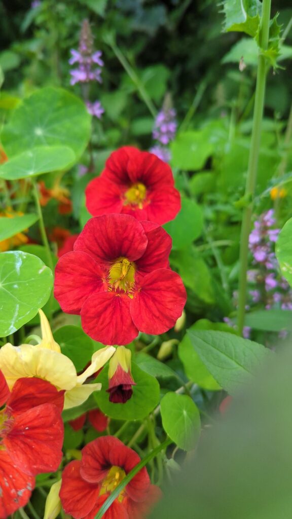 Summer in a Leitrim garden :)