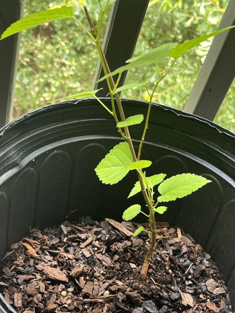 Catkin/pre bud?