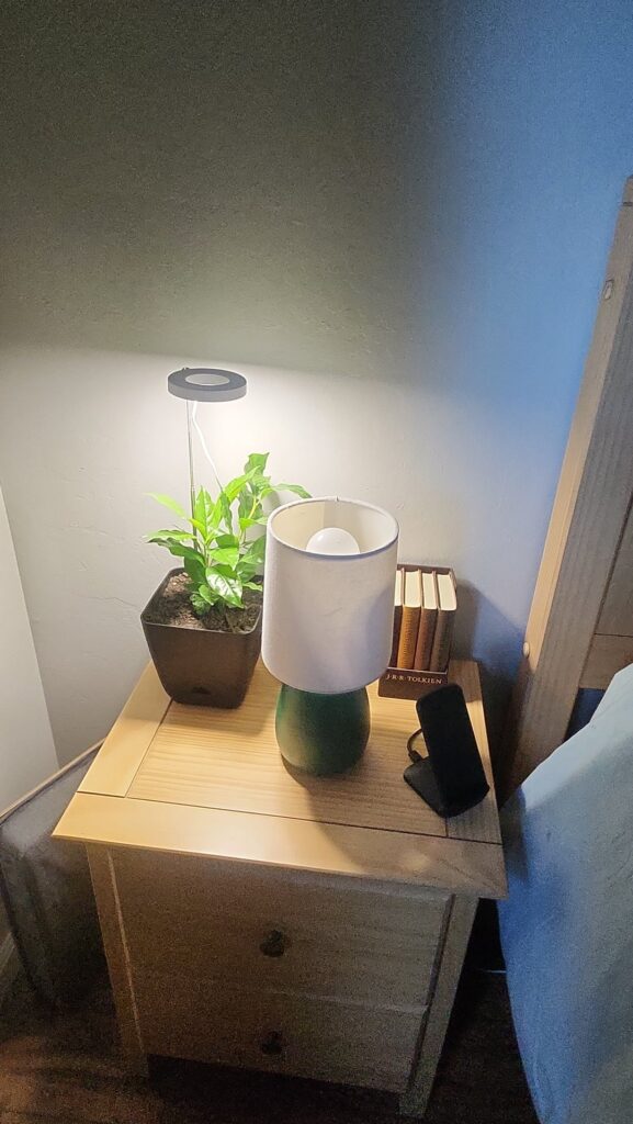 What is this? Bought it at a grocery store on a whim. The price tag said "plant"