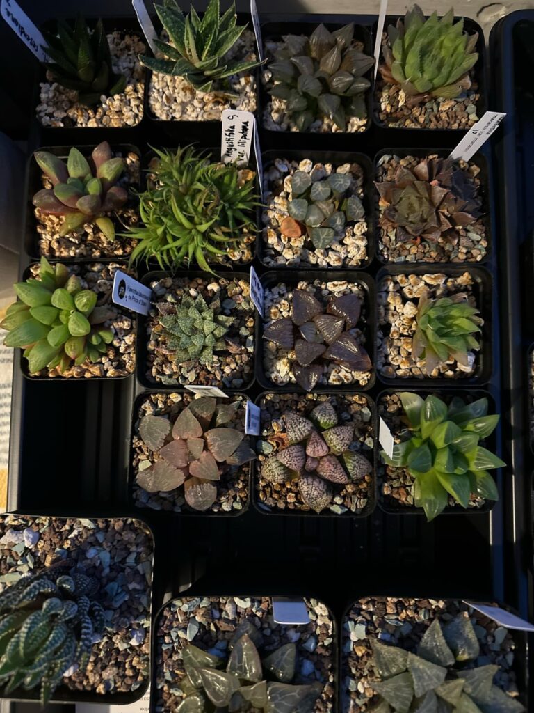 Repotting into deeper pots Repotting into deeper pots