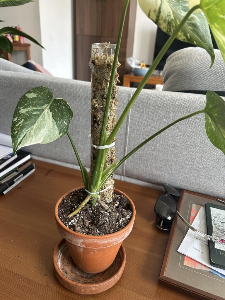 Did I accidentally tie up my monstera’s “face” to the moss pole instead of her “ass”?