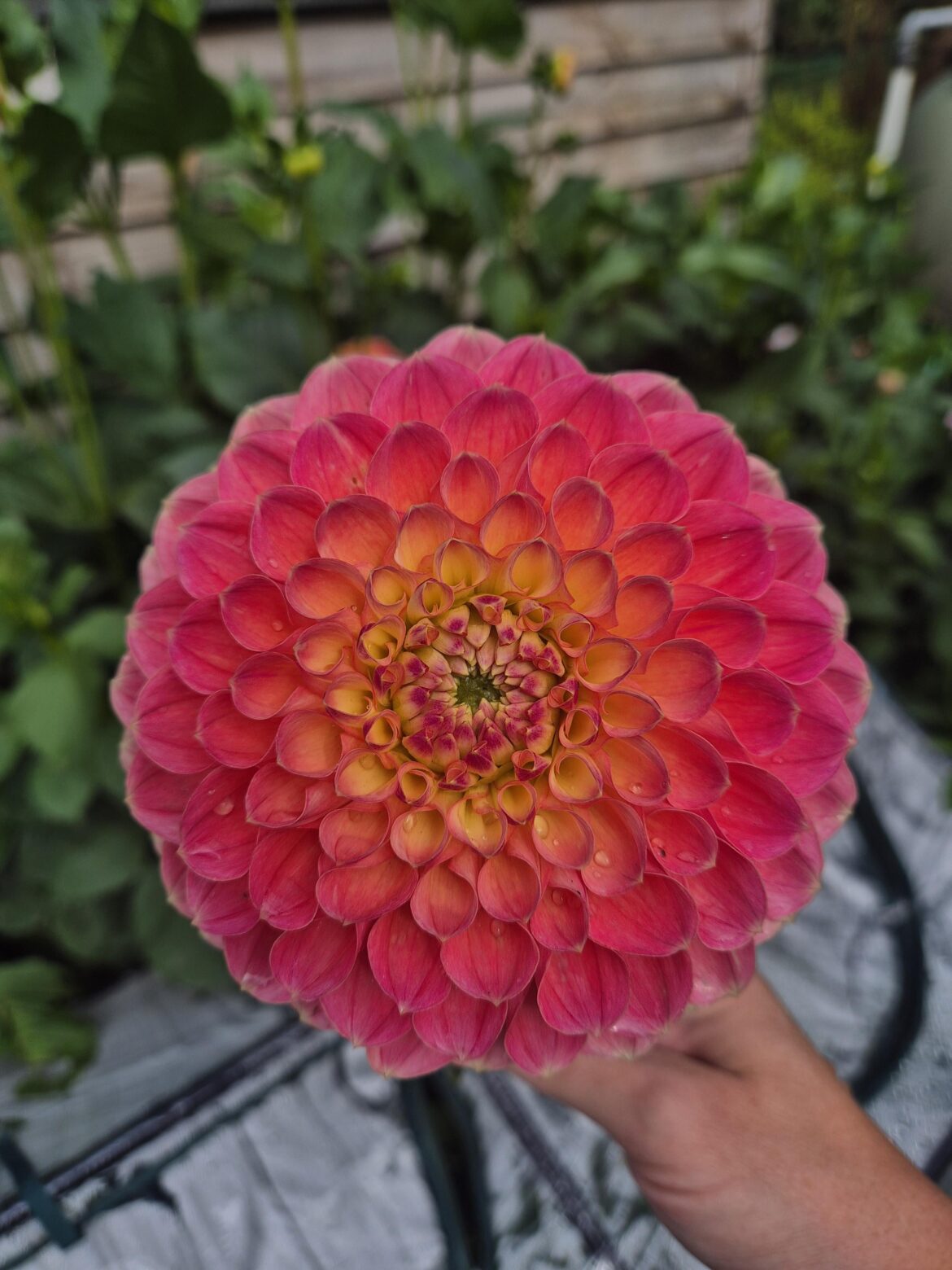 Morning. I grew this from bare root & wanted to show it off. Have a good day