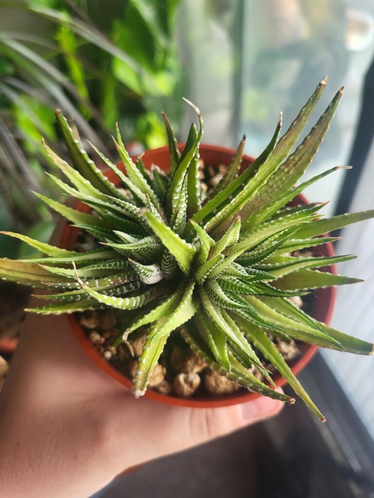 Thin leaves Thin leaves