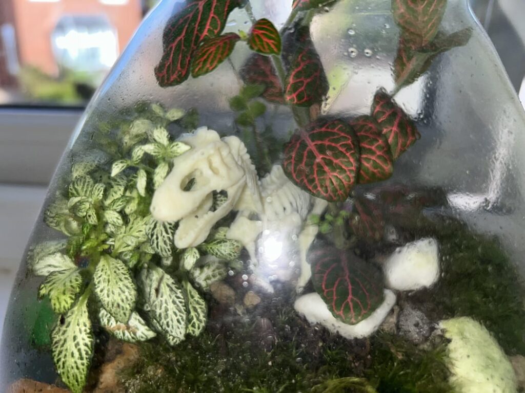 Should I remove the red Fittonia? Should I remove the red Fittonia?