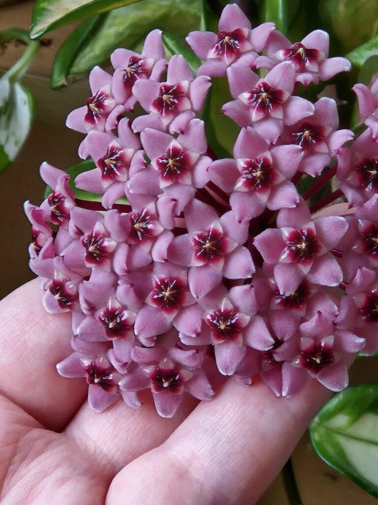 My Hoya bloomed after over 4 years of no blooms!