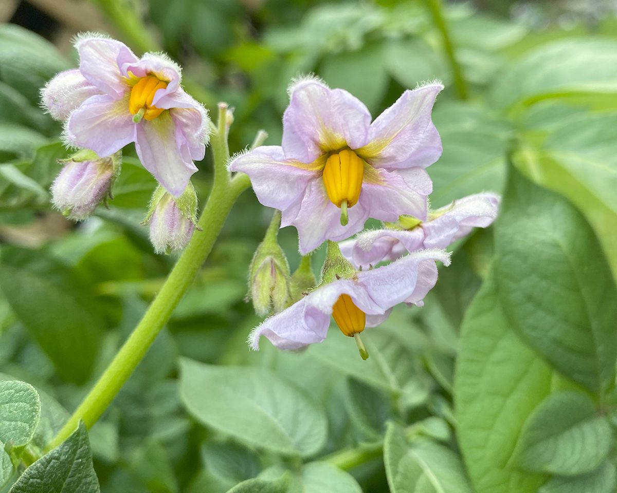 Potato blossoms indicate the potatoes are just about ready to be harvested. Photo: Heidi Skinner