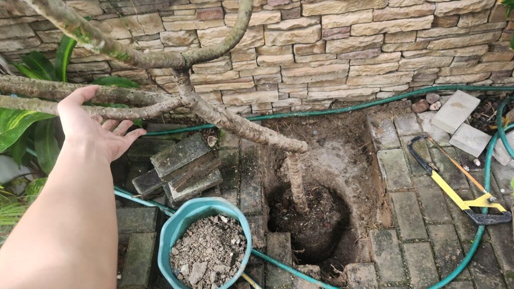 Are plumeria roots invasive and damaging to nearby structures underground?