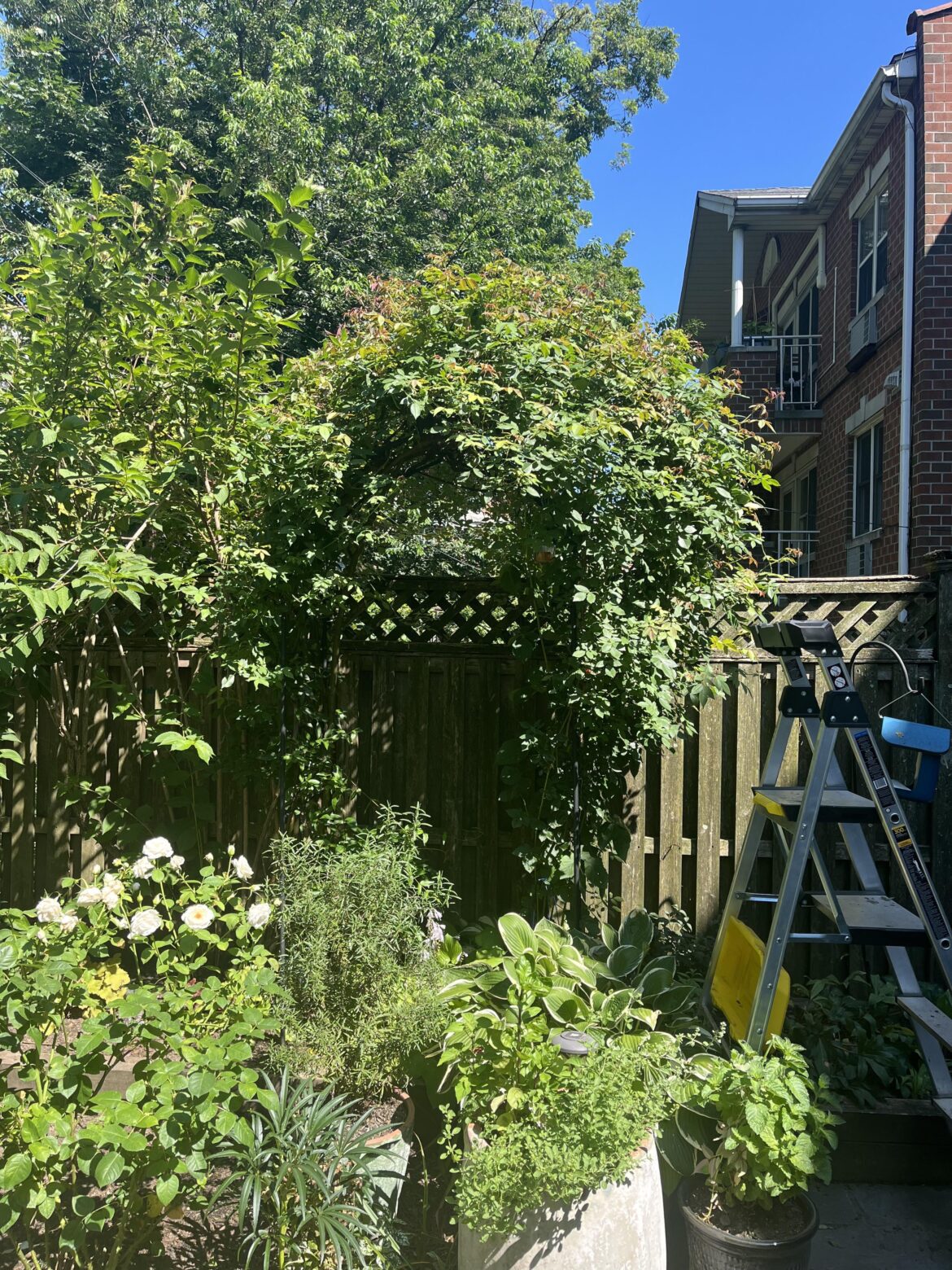 Rose issues