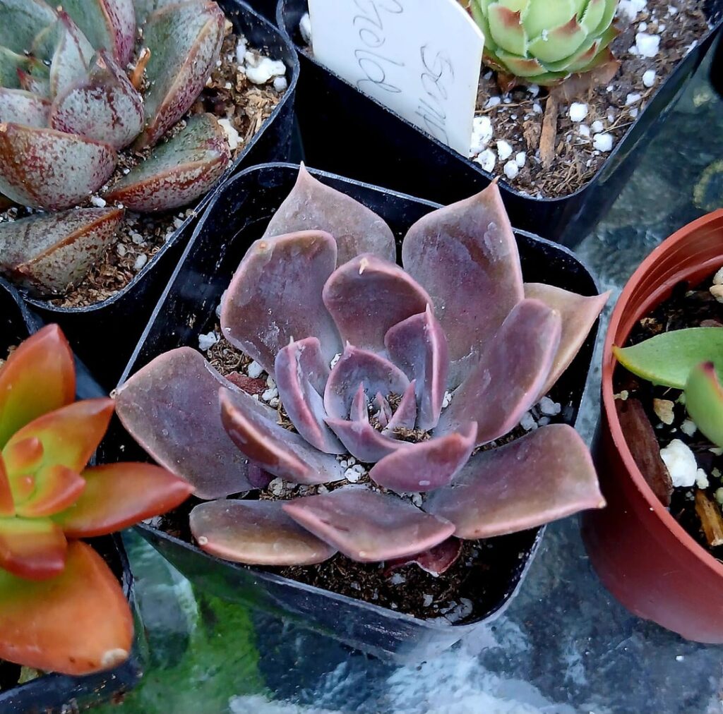 Could you please help me with ID?