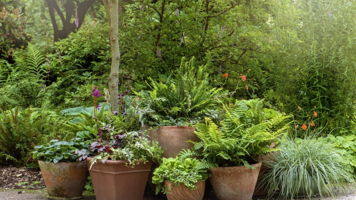 BBC star's long lasting £4.99 plant from B&Q keeps your garden lush & green all summer - especially in dry shady areas