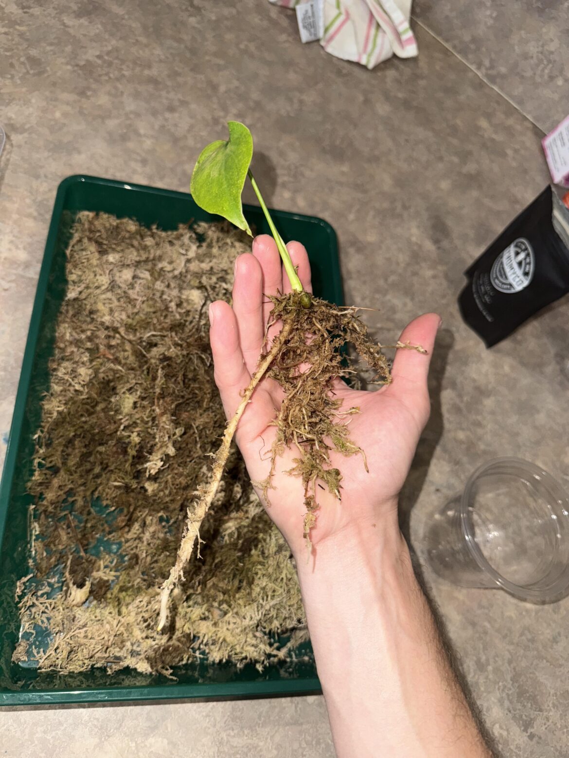 Huge root on my monstera seedling