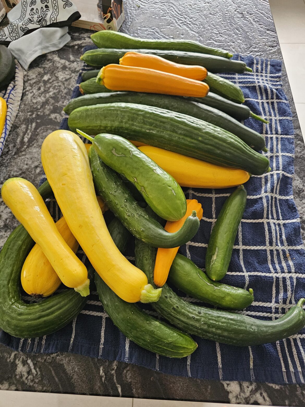 Harvest 5. Courgette slowing down, cucumber kicking off.