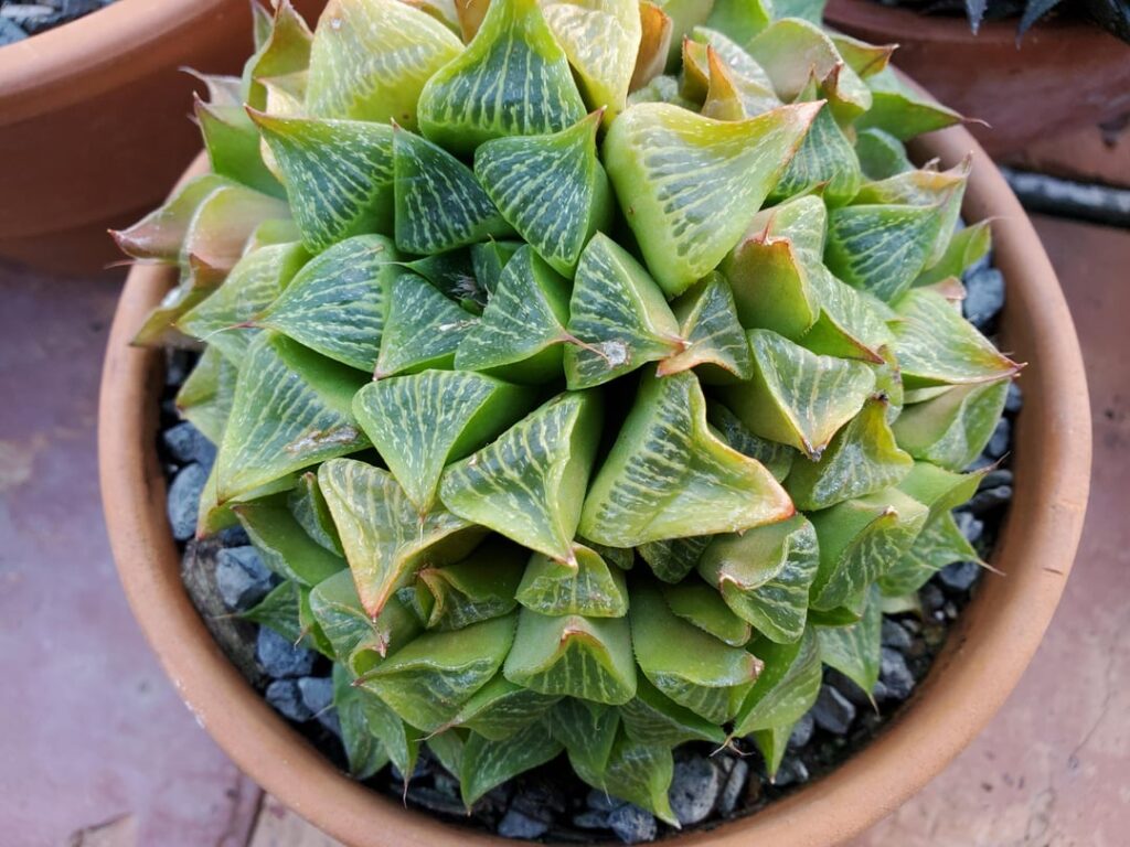 Haworthia retusa var retusa university specimen