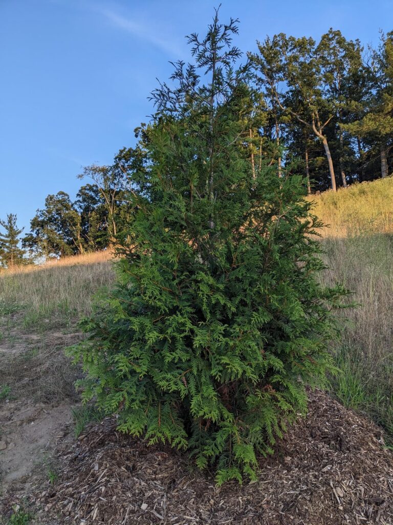 Am I killing these trees? Am I killing these trees?