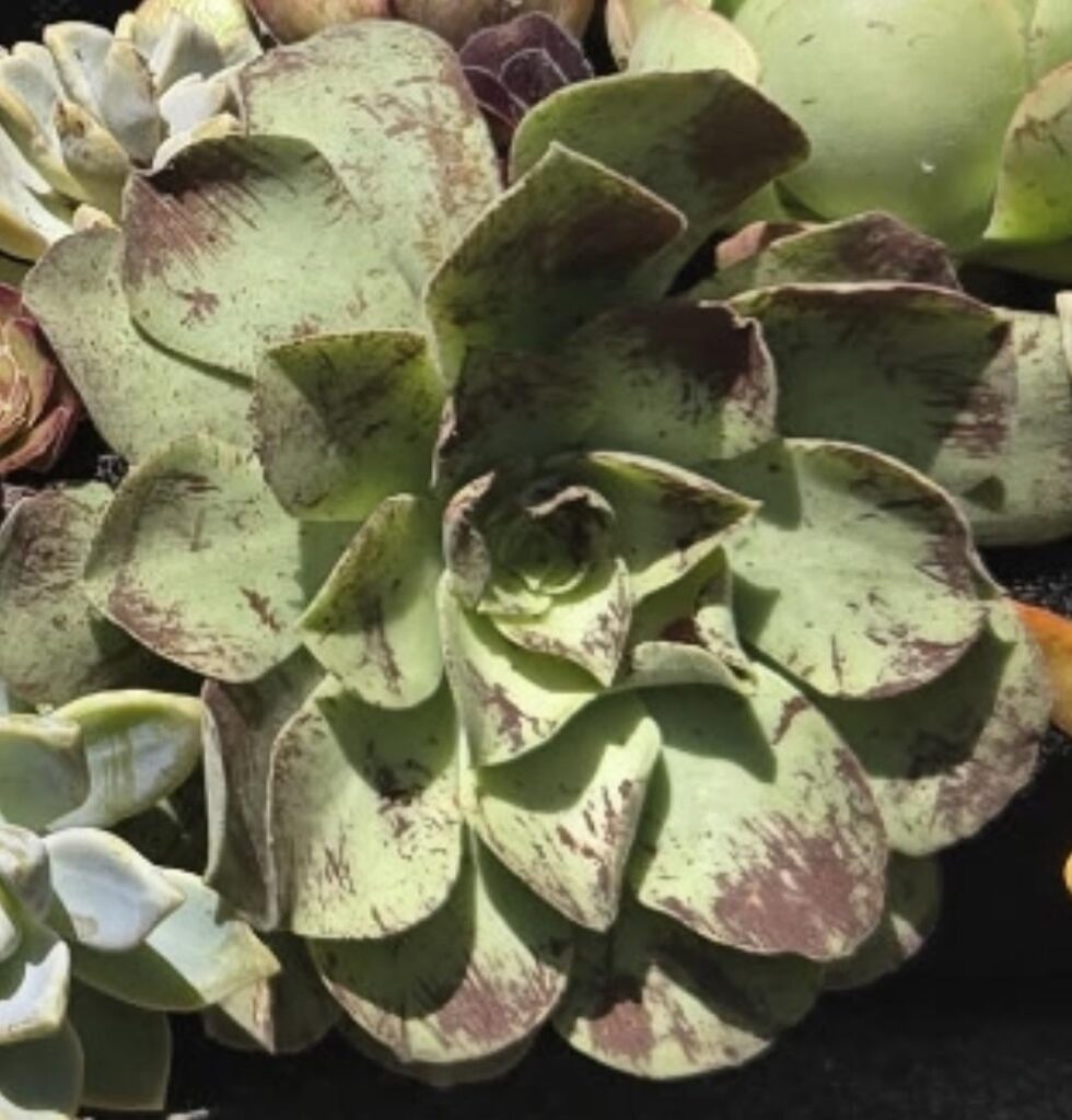Is this succulent healthy ?