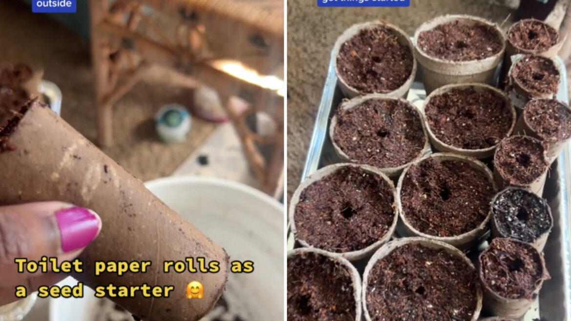 "It's a free little seed starting cup."