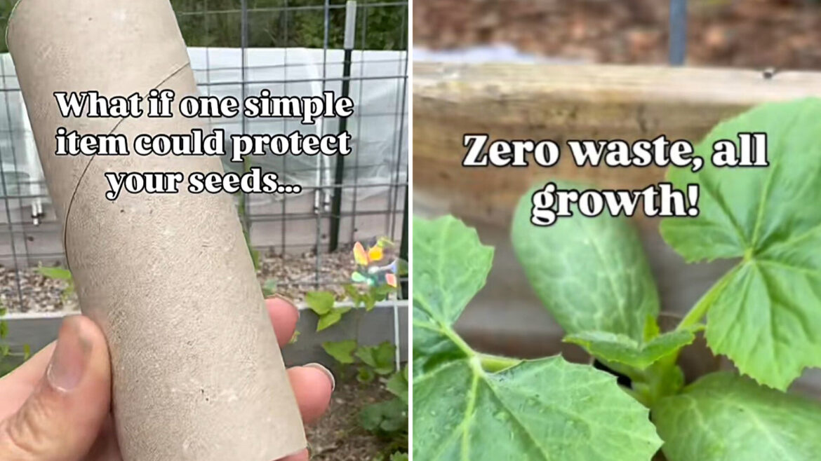 Gardener shares genius tip for using old toilet paper rolls: ‘Awesome idea’ "Truthfully, I wasn’t sure if this was going to work."