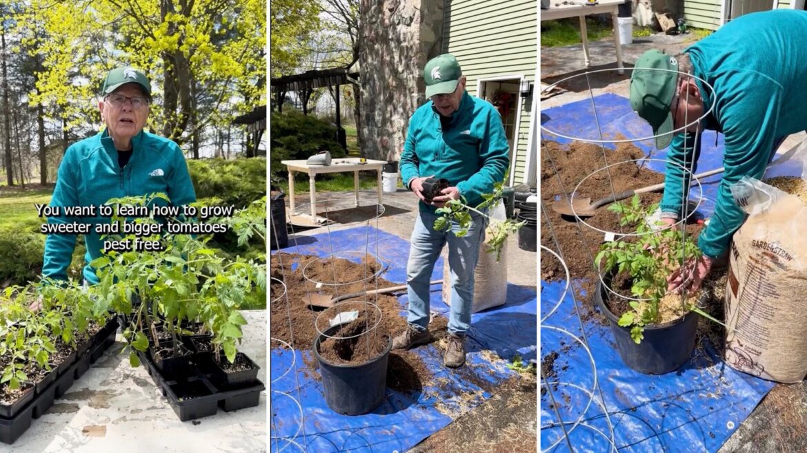 Gardener shares step-by-step instructions for growing thriving tomato plants: ‘The best advice’ Home gardening offers many benefits, especially when you're growing your own food.