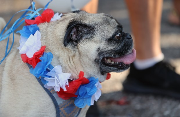Carl the pug is ready for the parade with a...