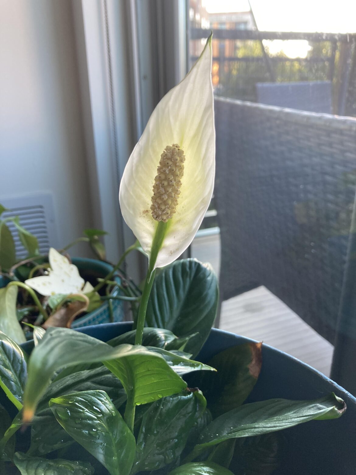 Could someone help me ID what type of flower I have?