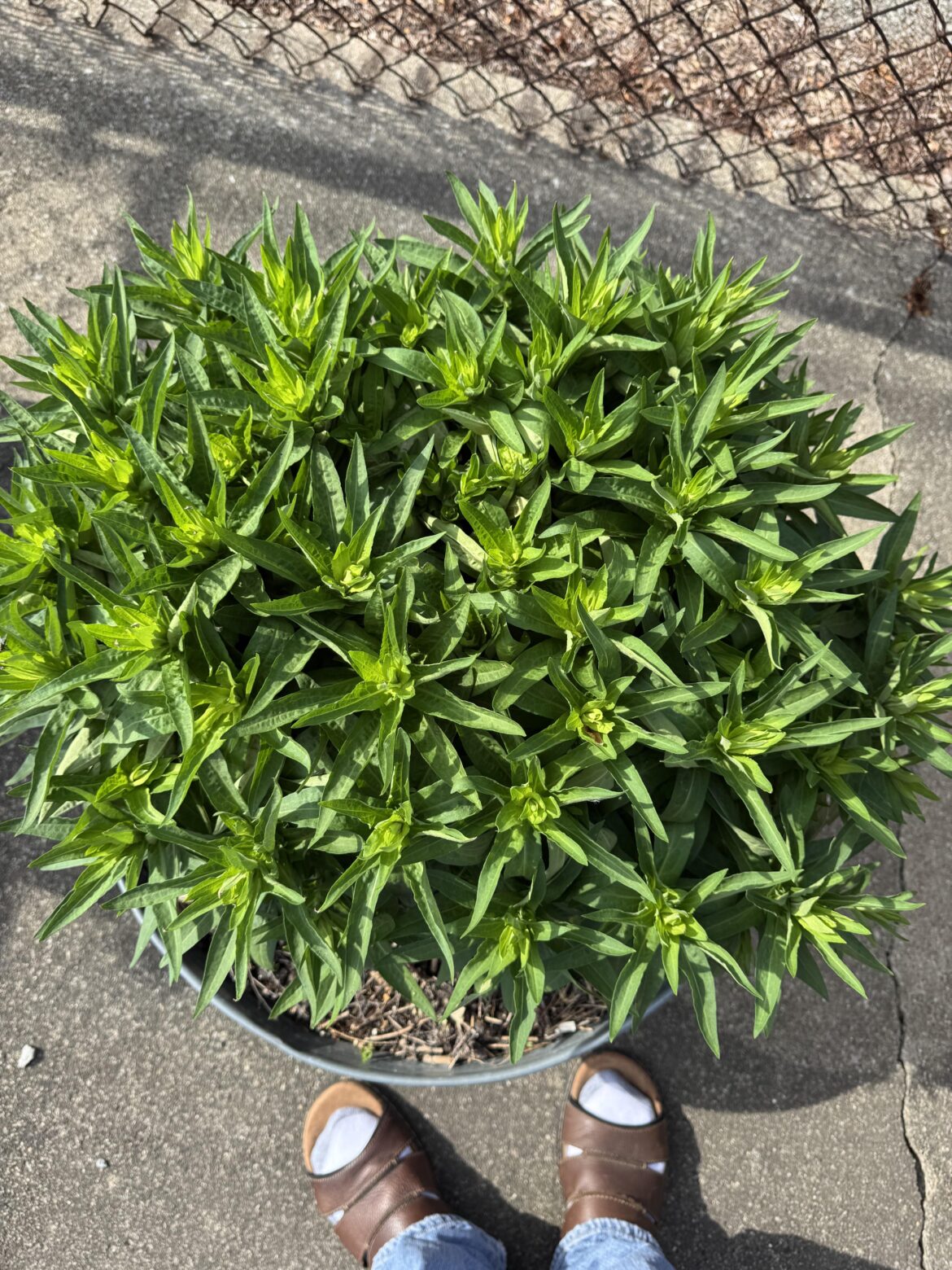 2nd year potted asters.  Thick as anything.  Are they supposed to be broken up?