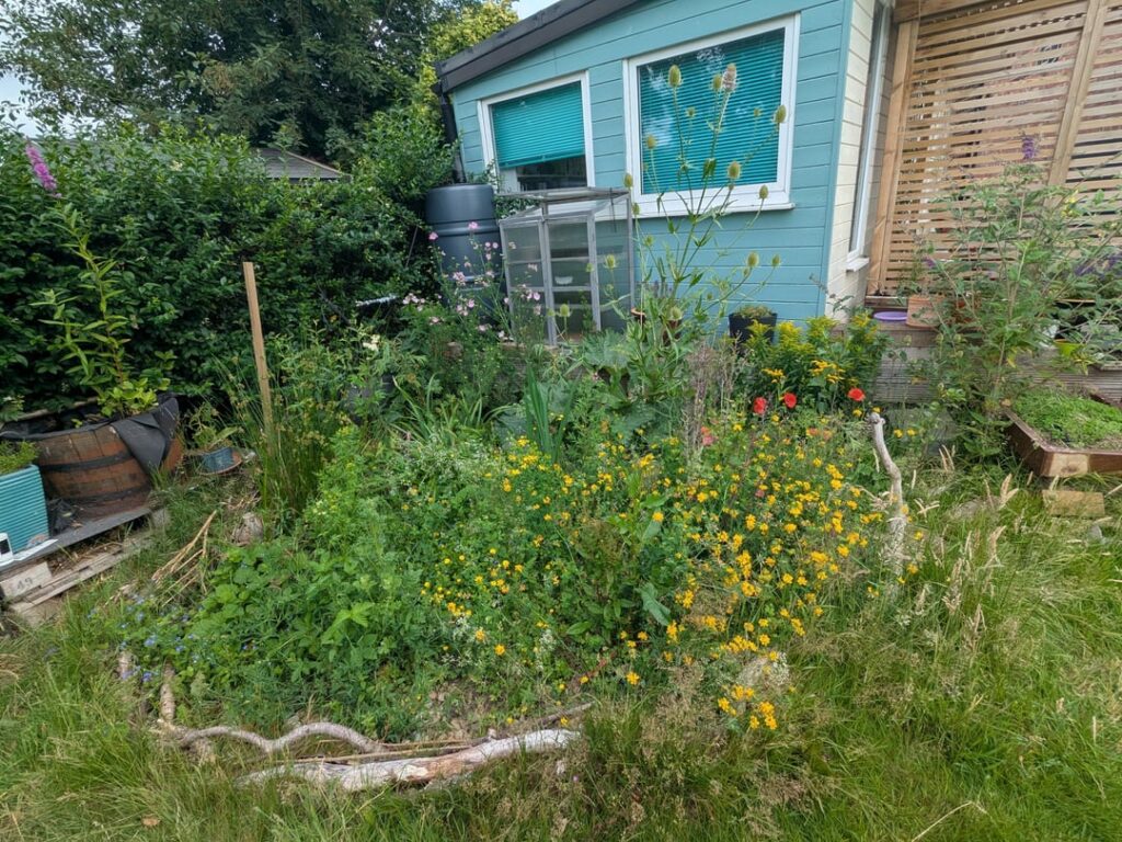My beautiful bog