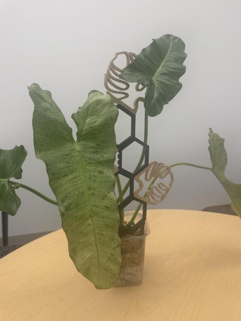 Bought a plant, got a lecture from 3,000 miles away 😭 Bought a plant, got a lecture from 3,000 miles away 😭