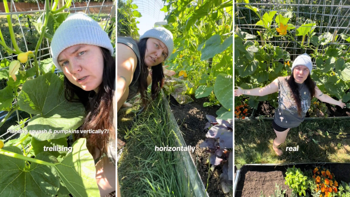 ‘Less disease and saves heaps of room’ "It's way easier to spot and harvest fruit if they're hanging right in front of you."