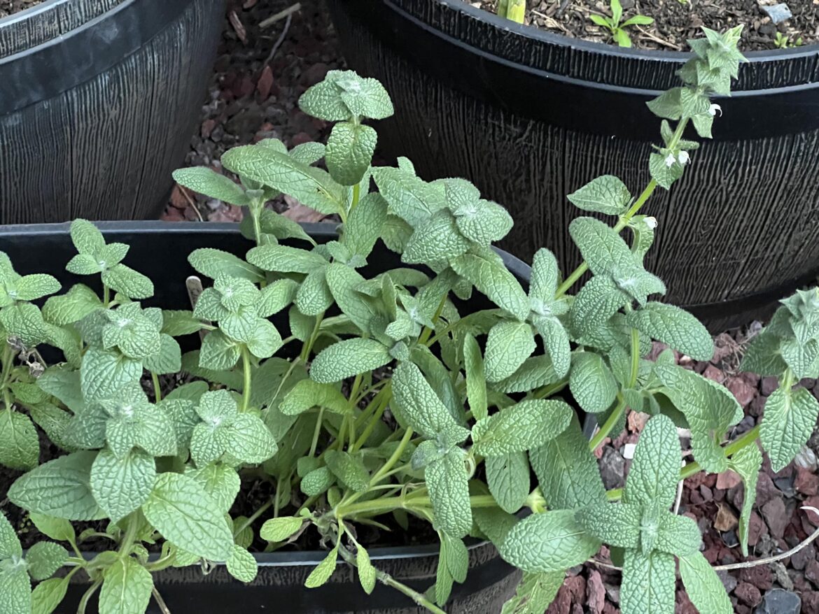 What plant is this?