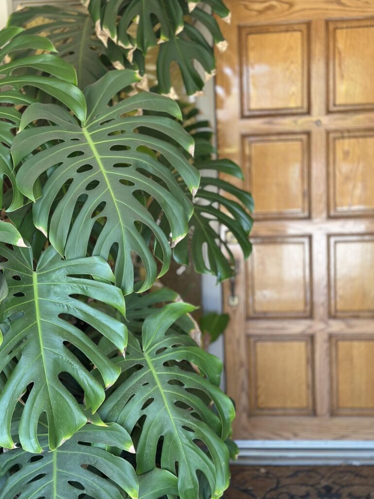 🍃💚