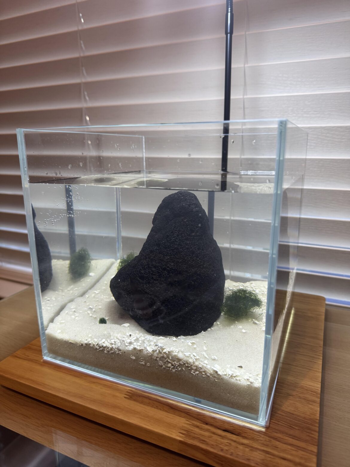 Update: Operation Homestead Update: Operation Homestead