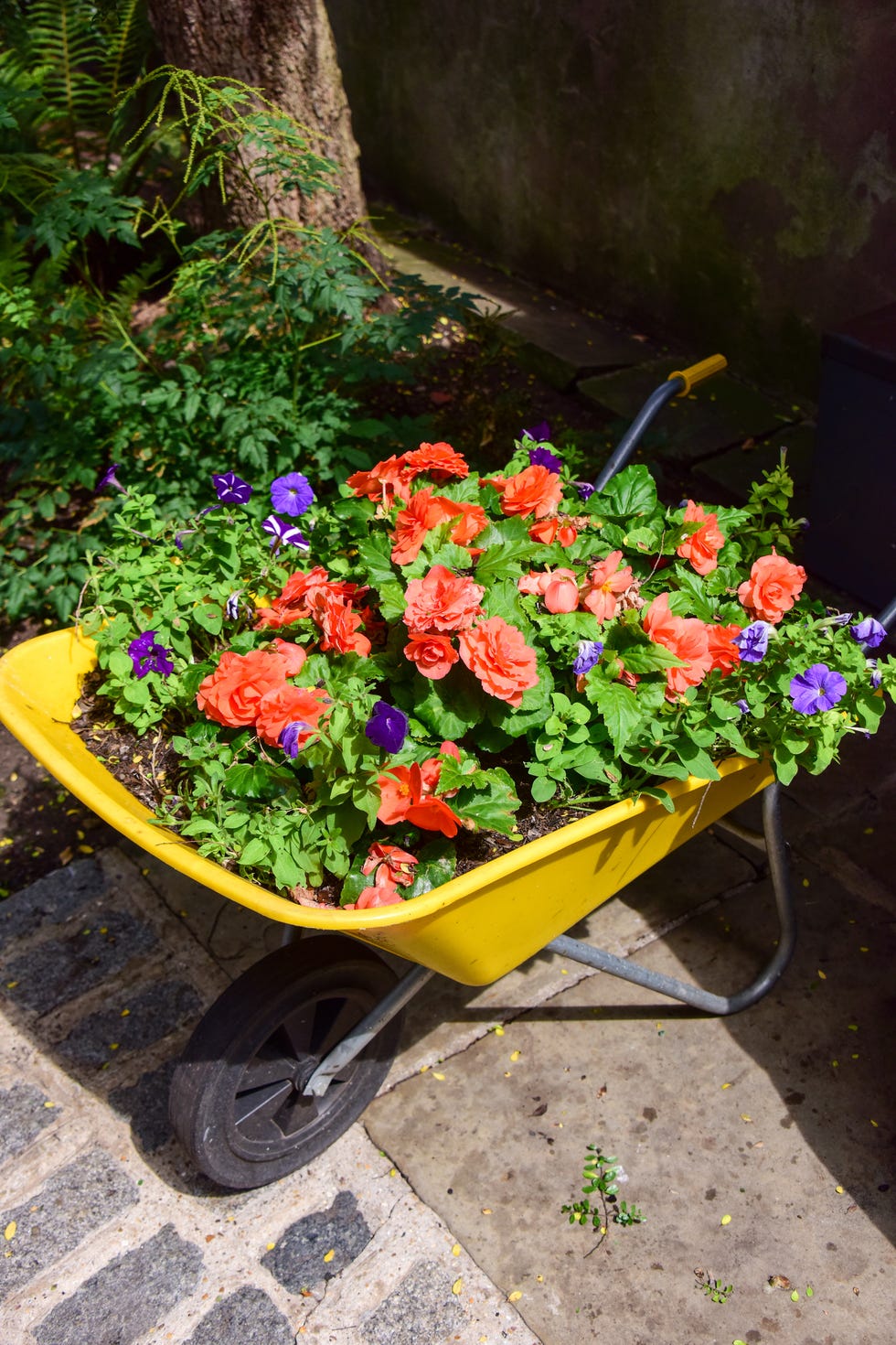tuberous begonias in a wheelbarrow