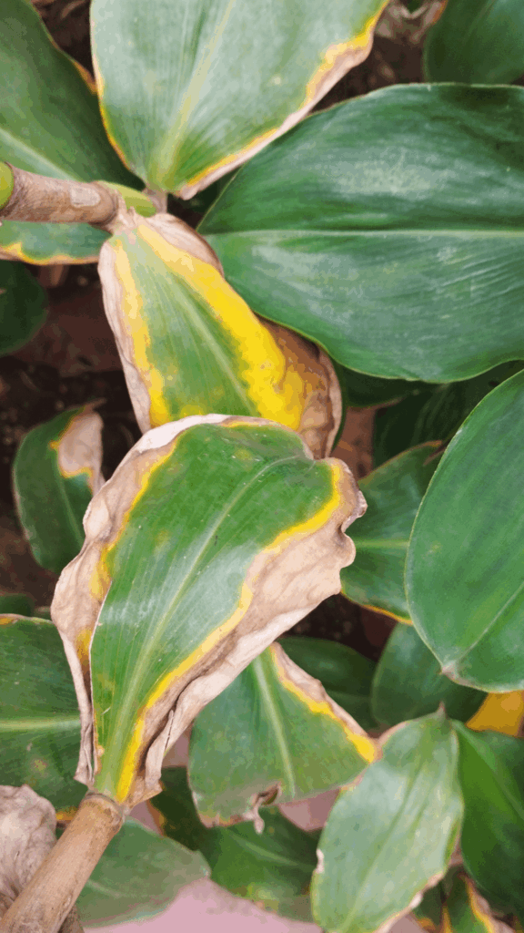 Costus - Recover