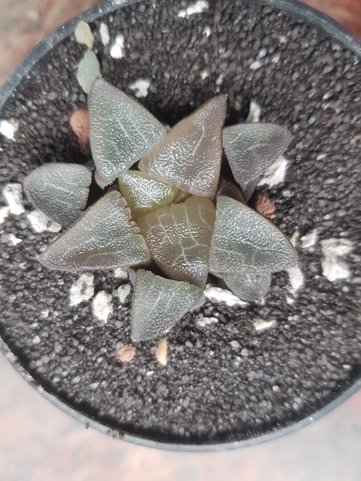 Haworthia