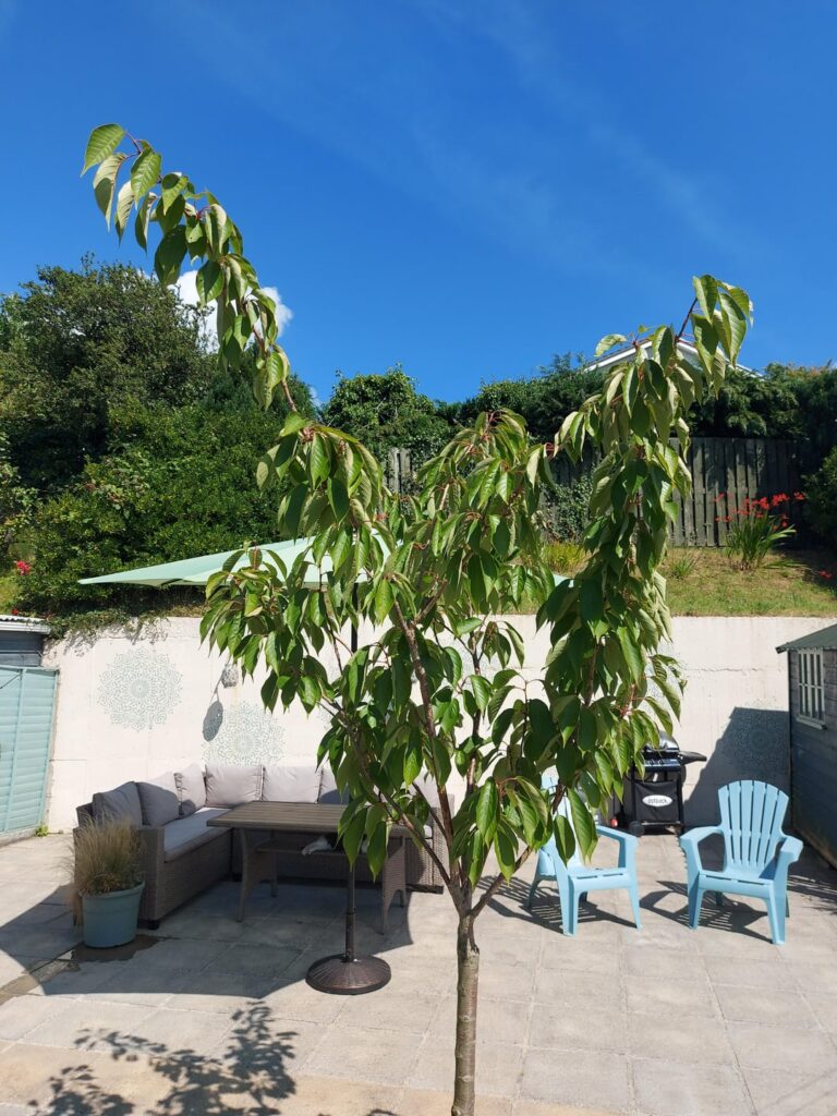 Should I trim my cherry blossom tree?