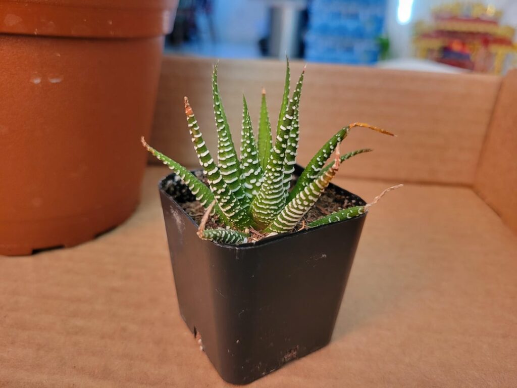 Fasciata or attenuata?