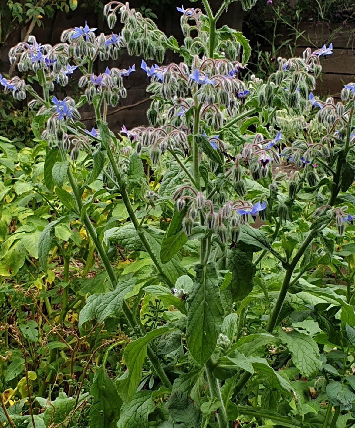 Is borage good for bees? Here’s what I’ve learned from letting mine take over. Is borage good for bees? Here’s what I’ve learned from letting mine take over.