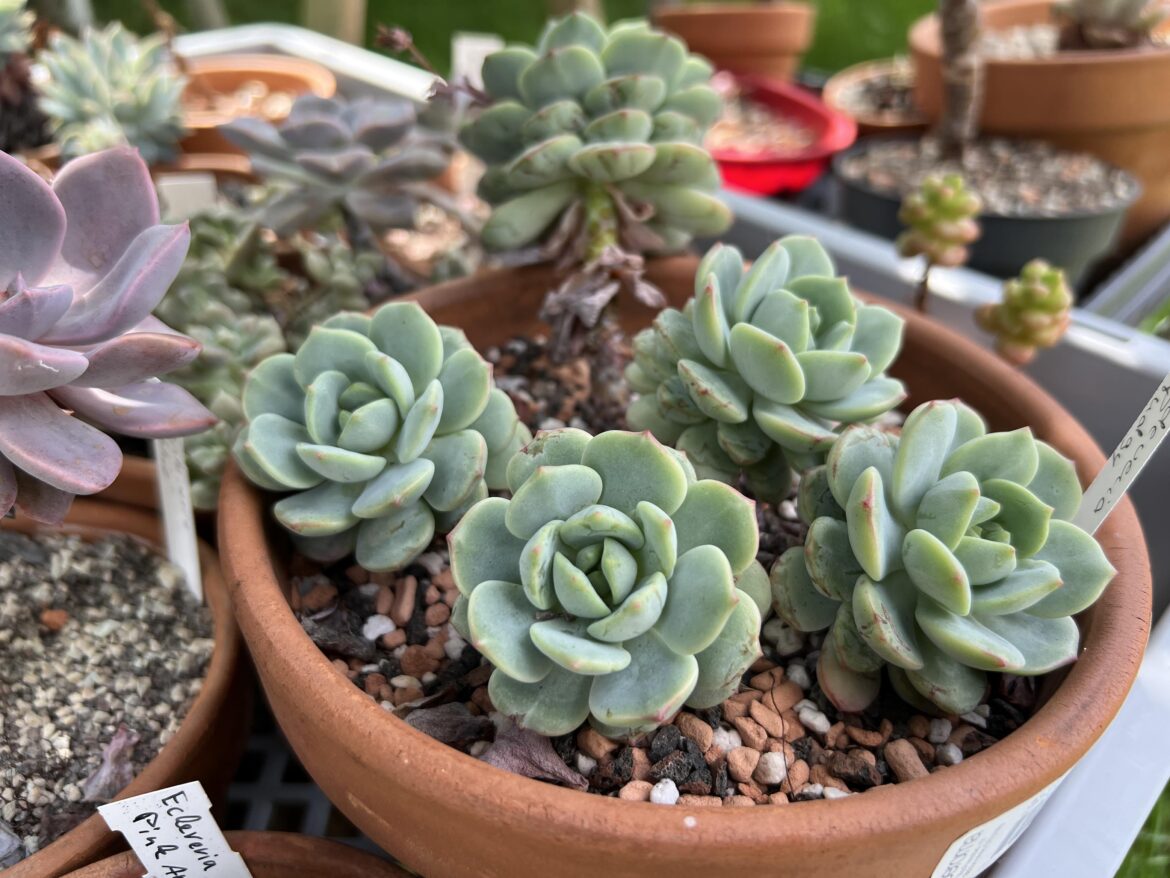 Sedeveria Pudgy