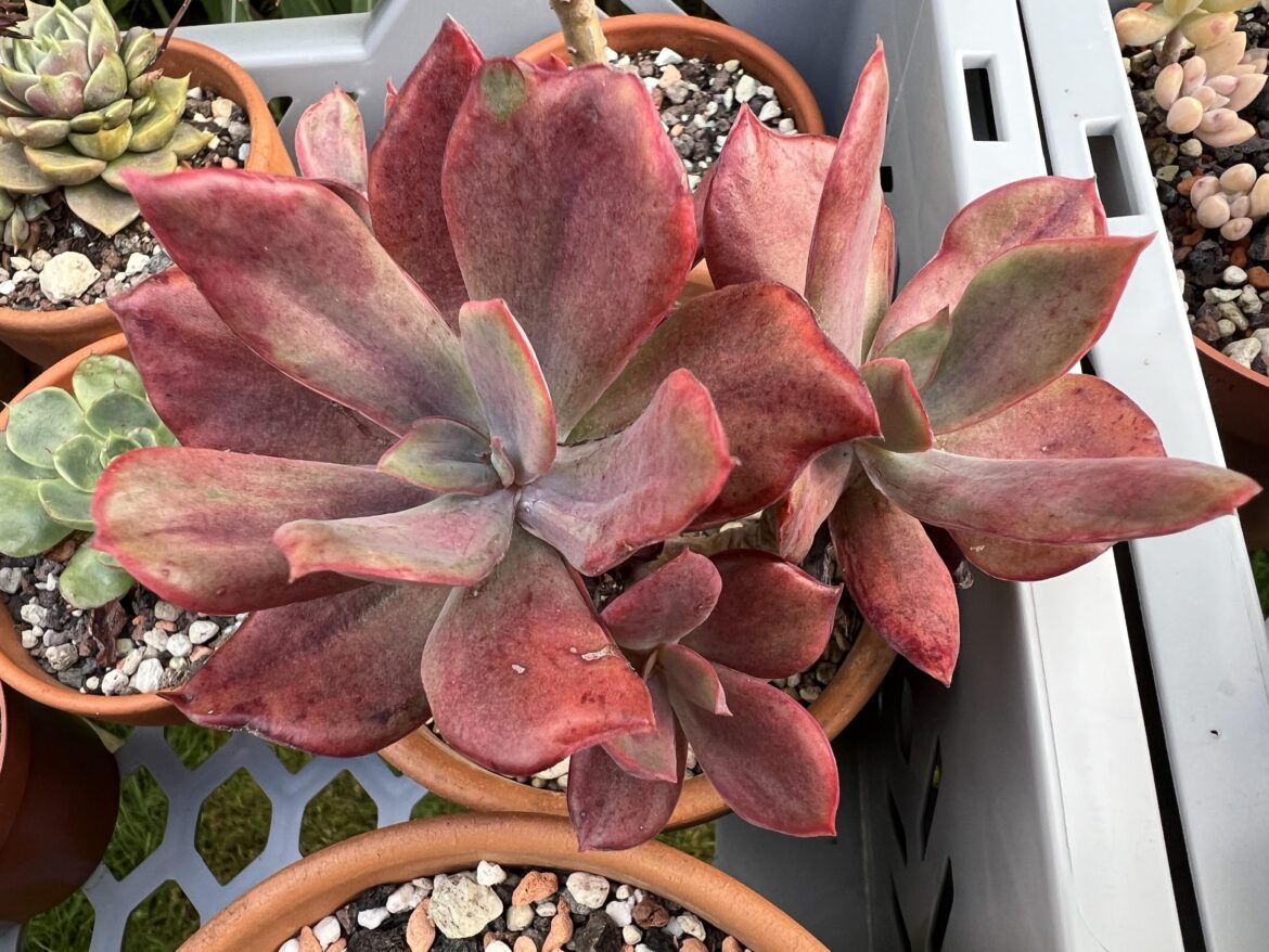 Echeveria Diamond State