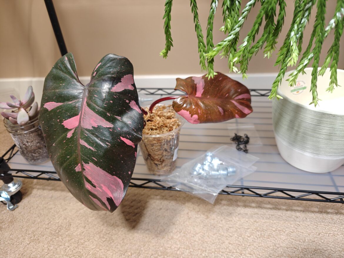 I've heard people say Pink Princess's are kind of lame, but I think this guy is just neato.